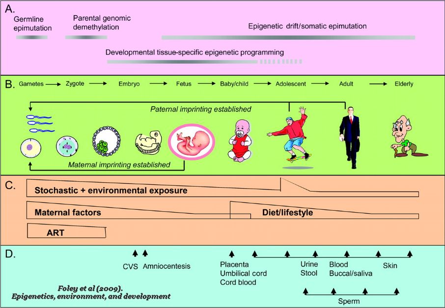 ÉPIGÉNÉTIQUE ET DÉVELOPPEMENT DE L’ENFANT